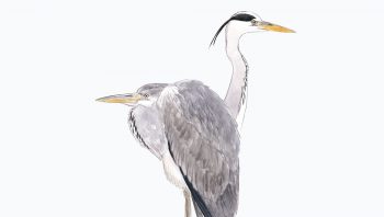 Héron cendré Héron cendré