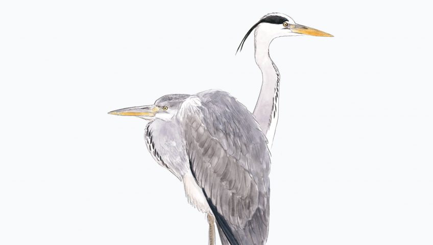 Leçon de style avec le héron dessin