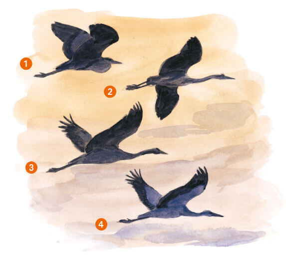 Héron en vol, cou replié (1), cou tendu (2). Grue cendrée (3) et cigogne (4)  Leçon de style avec le héron dessin