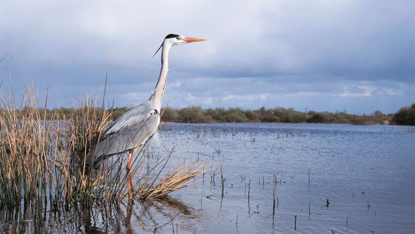 Héron cendré Héron cendré
