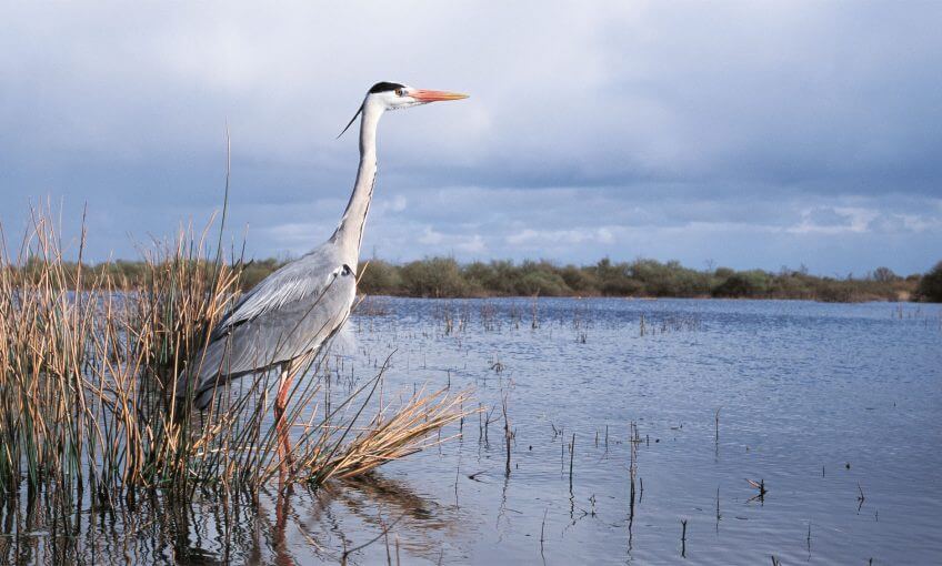 Héron cendré Héron cendré