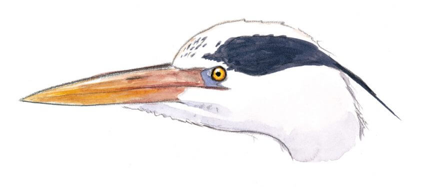 Héron cendré Leçon de style avec le héron dessin