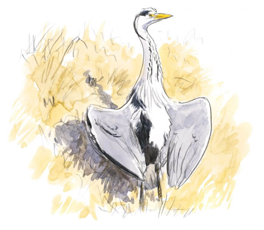 Héron cendré, ailes écartées à la façon d'un cormoran Leçon de style avec le héron dessin