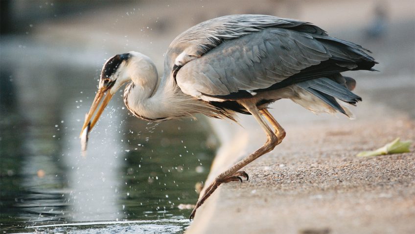 Protéger les poissons d'élevage du héron opportuniste