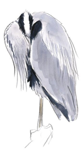 Héron cendré au repos Leçon de style avec le héron dessin