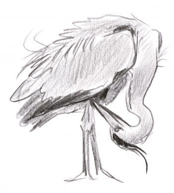 Héron cendré faisant sa toilette Leçon de style avec le héron dessin