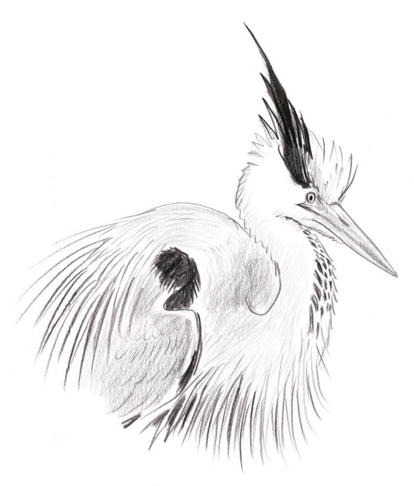 Héron cendré, huppe dressée Leçon de style avec le héron dessin huppe