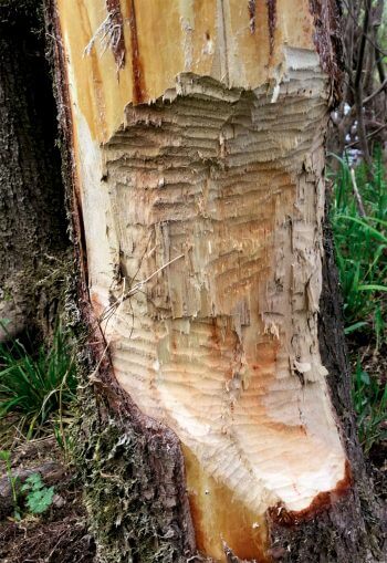 Indice de castor / © Jean-Philippe Paul