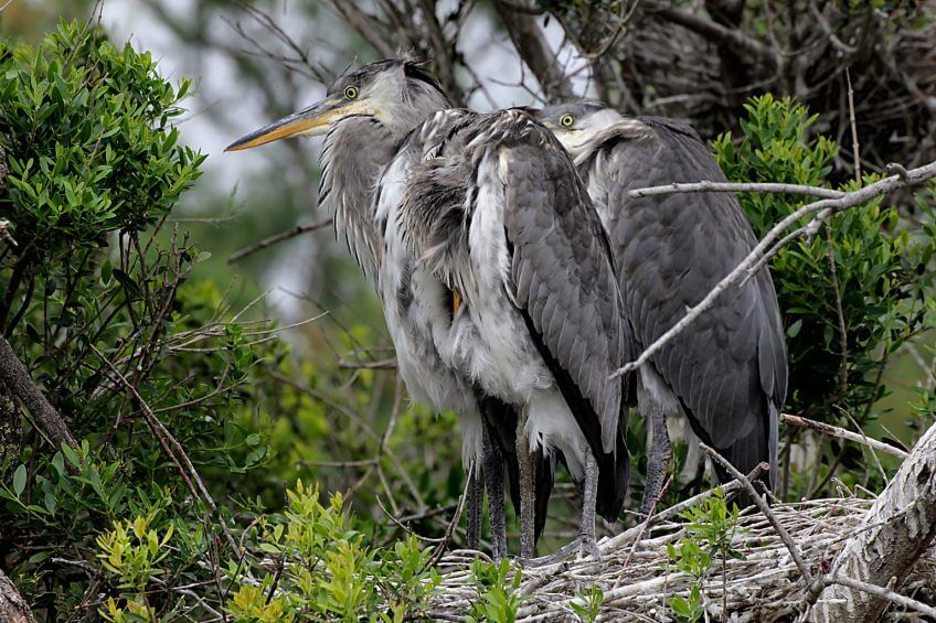 Jeunes hérons au nid. Ils prendront leur envol à l’âge de 6 ou 7 semaines, mais ils reviennent encore au nid durant une quinzaine de jours pour être nourris.  enfants terribles héron jeune