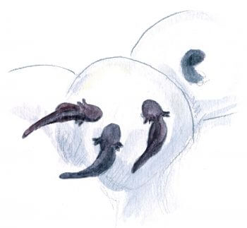 jeunes têtards et oeufs Les superpouvoirs du têtard - La Salamandre jeunes têtards et oeufs dessin