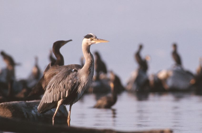 La coexistence pacifique entre l’homme et les oiseaux piscivores est un défi. Quel prix sommes-nous prêts à payer pour résoudre les conflits ? Protéger les poissons d'élevage du héron opportuniste