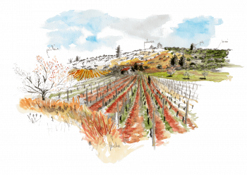 La vigne est un arbrisseau à sarments cultivé depuis des temps immémoriaux en Europe, dans le Caucase et en Afrique du Nord. 