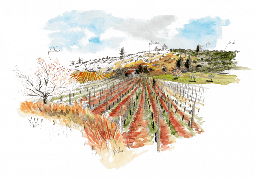 Bruants zizis et fous dans les vignes - La Salamandre vigne dessin