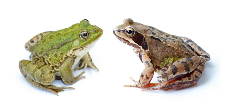 Oh, les belles grenouilles brunes - La Salamandre grenouilles vertes brunes