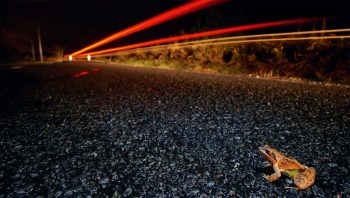 Les grenouilles sont plus habiles que les crapauds pour traverser rapidement une route. N’empêche que le voyage s’arrête net pour beaucoup d’entre elles. 