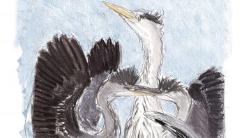 Les héronneaux prennent leur envol à l’âge de 6 ou 7 semaines, mais ils reviennent encore au nid durant une quinzaine de jours pour être nourris. Ils atteindront leur maturité sexuelle au cours de leur deuxième année. Les héronneaux prennent leur envol à l’âge de 6 ou 7 semaines, mais ils reviennent encore au nid durant une quinzaine de jours pour être nourris. Ils atteindront leur maturité sexuelle au cours de leur deuxième année.