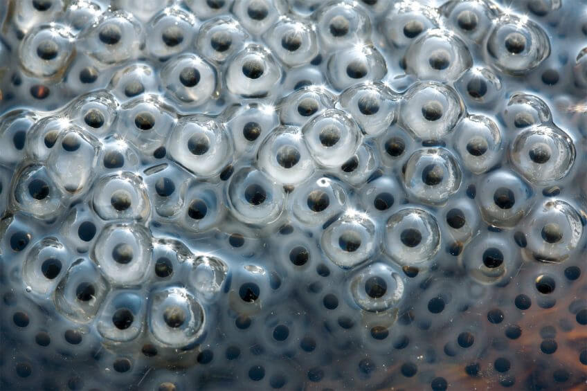 Les oeufs de grenouilles rousses sont protégés par une couche gélatineuse. Mariages survoltés chez les grenouilles - La Salamandre oeufs de grenouilles rousses amas masse