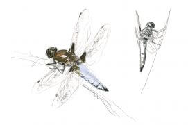 Libellules / © Jean Chevallier