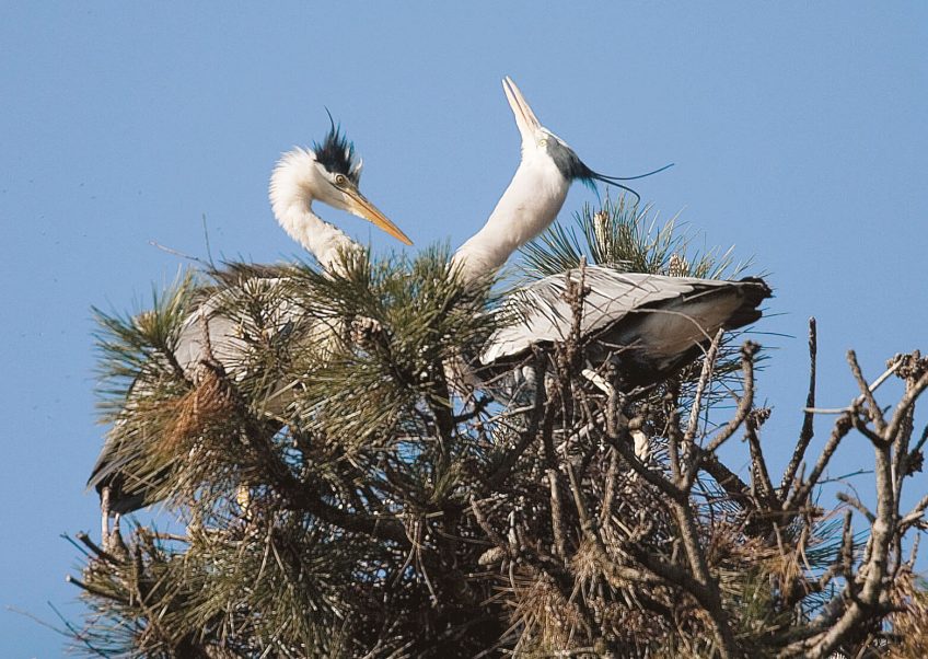 nid amour héron cendré couple parade