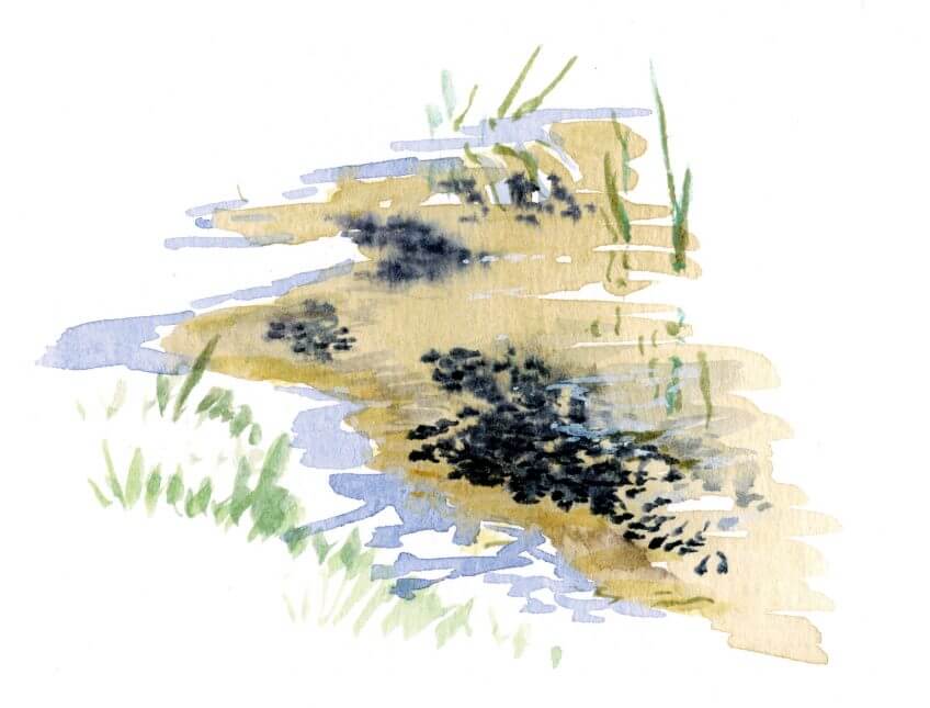 Masses de têtards bien noirs Les superpouvoirs du têtard - La Salamandre têtards noirs dessin
