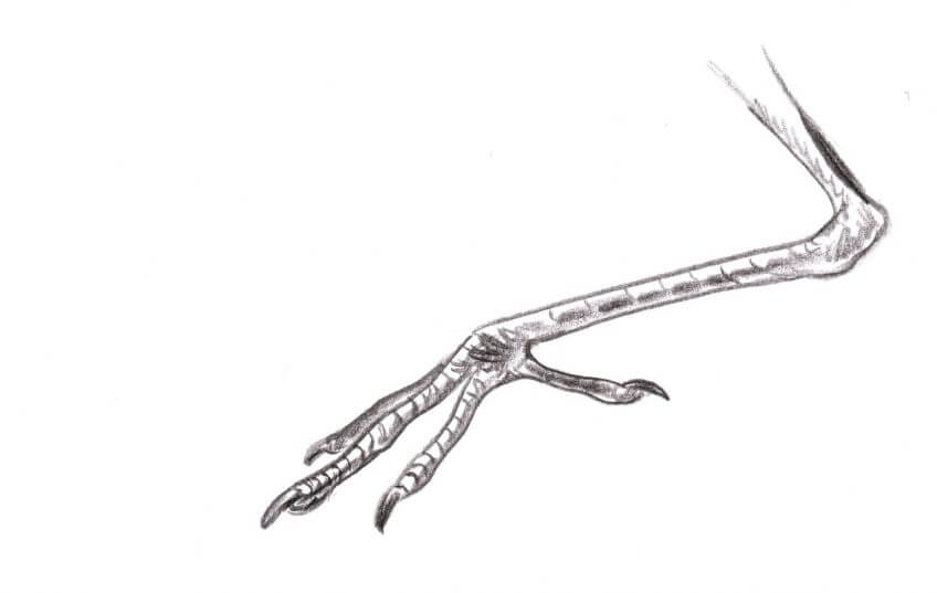 Patte de héron cendré Leçon de style avec le héron dessin patte