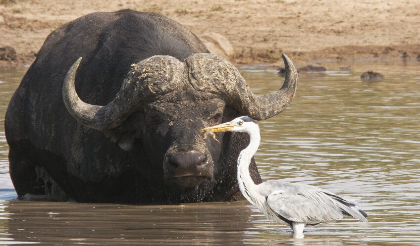 Pêcher la grenouille en Europe ou en Afrique, quelle différence ? Les hérons, compagnons d’infortune grenouille boeuf musqué afrique