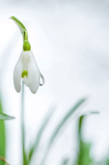 Perce-neige / © Nathalie Houdin