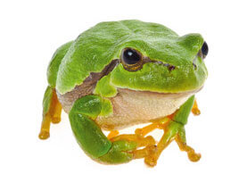 Rainette verte L'eau aux oubliettes, ou la terrible disparition des marais - La Salamandre 11 infos insolites sur la grenouille Rainette verte