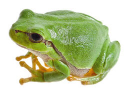 Rainette verte L'eau aux oubliettes, ou la terrible disparition des marais - La Salamandre 11 infos insolites sur la grenouille Rainette verte