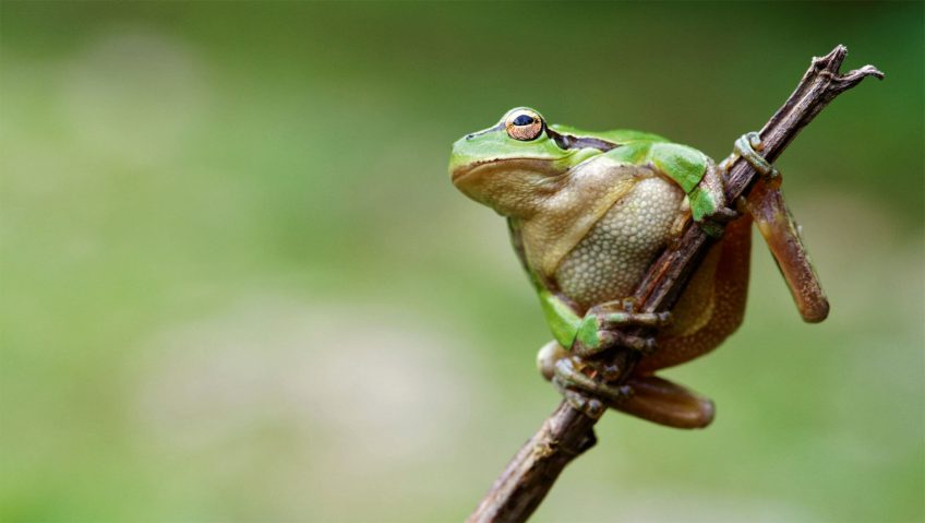 Rainette verte L'eau aux oubliettes, ou la terrible disparition des marais - La Salamandre
