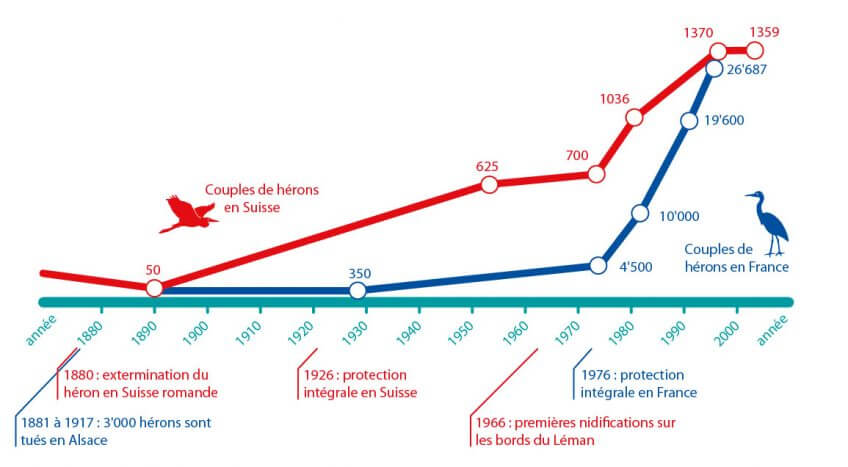 Schéma de l'évolution de l'effectif des hérons cendrés en Suisse et en France Héron: persécutions et solutions schéma évolution effectif suisse france