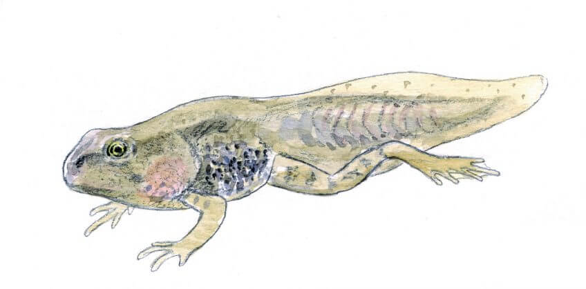 Têtard Les superpouvoirs du têtard - La Salamandre Têtard dessin