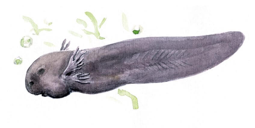 Têtard Les superpouvoirs du têtard - La Salamandre Têtard dessin branchies