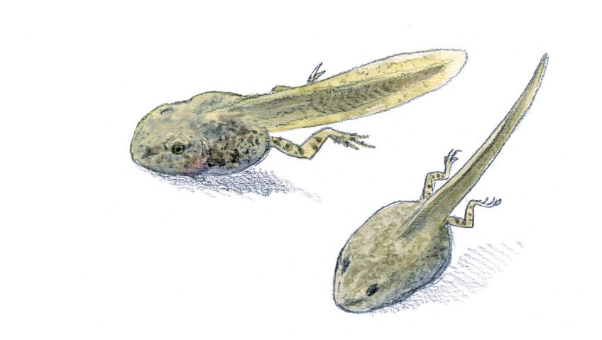 Les superpouvoirs du têtard - La Salamandre Têtards dessin