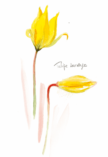 Tulipe sauvage Bruants zizis et fous dans les vignes - La Salamandre tulipe sauvage dessin
