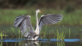 Un concurrent nuisible, le héron ? 
En milieux naturels, l’oiseau se nourrit principalement de poissons « blancs » à faible valeur commerciale. En hiver, il devient l’allié des agriculteurs en se gavant de campagnols. Un concurrent nuisible, le héron ? 
En milieux naturels, l’oiseau se nourrit principalement de poissons « blancs » à faible valeur commerciale. En hiver, il devient l’allié des agriculteurs en se gavant de campagnols.