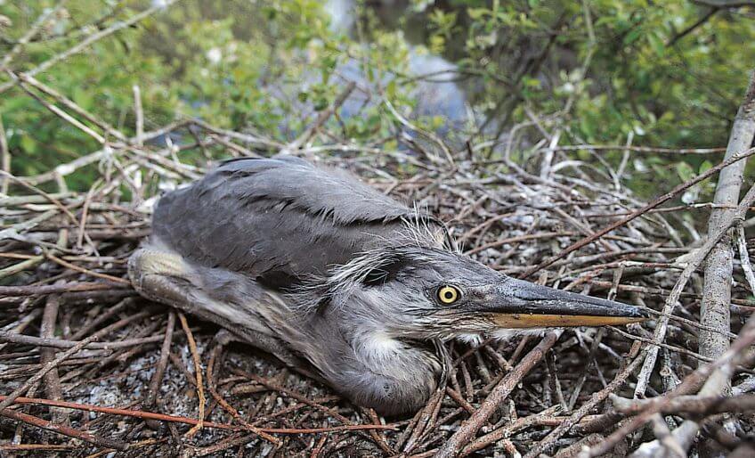 Un jeune héron de 3 à 4 semaines enfants terribles héron jeune