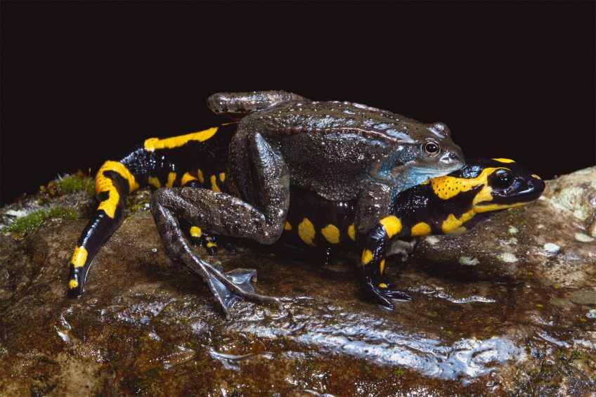 Un mâle grenouille rousse agrippé à une salamandre. Un manque de discernement ? Mariages survoltés chez les grenouilles - La Salamandre Un mâle grenouille rousse agrippé à une salamandre reproduction couple