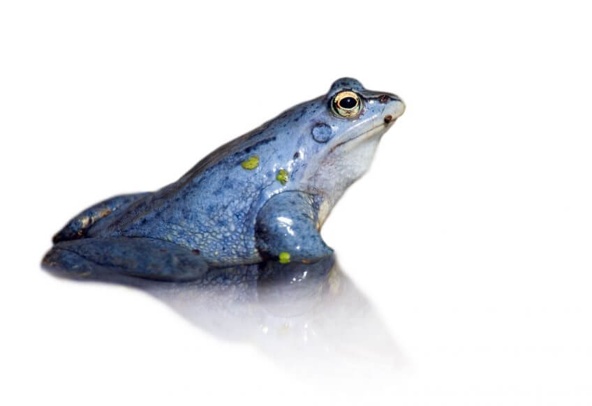 Oh, les belles grenouilles brunes - La Salamandre Une grenouille des champs mâle bleu