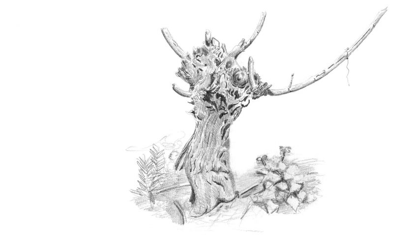 3 conseils pour apprécier la vigne - La Salamandre dessin vigne ceps