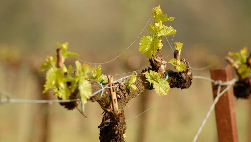 Vigne 3 conseils pour apprécier la vigne - La Salamandre Vigne