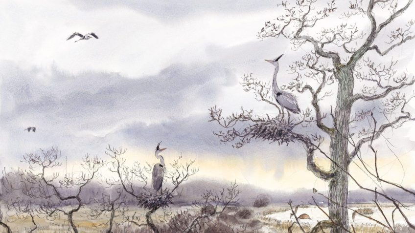 héron malgré lui dessin arbre nid