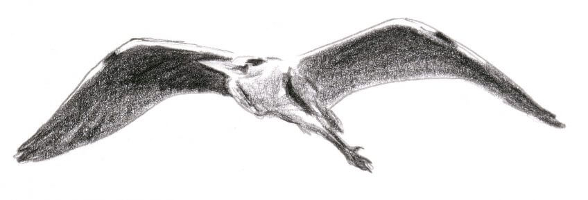 héron malgré lui dessin vol