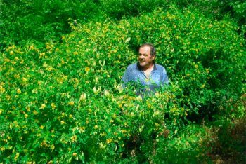 Alain Bétrisey, au milieu des baguenaudiers.  / © Alain Bétrisey