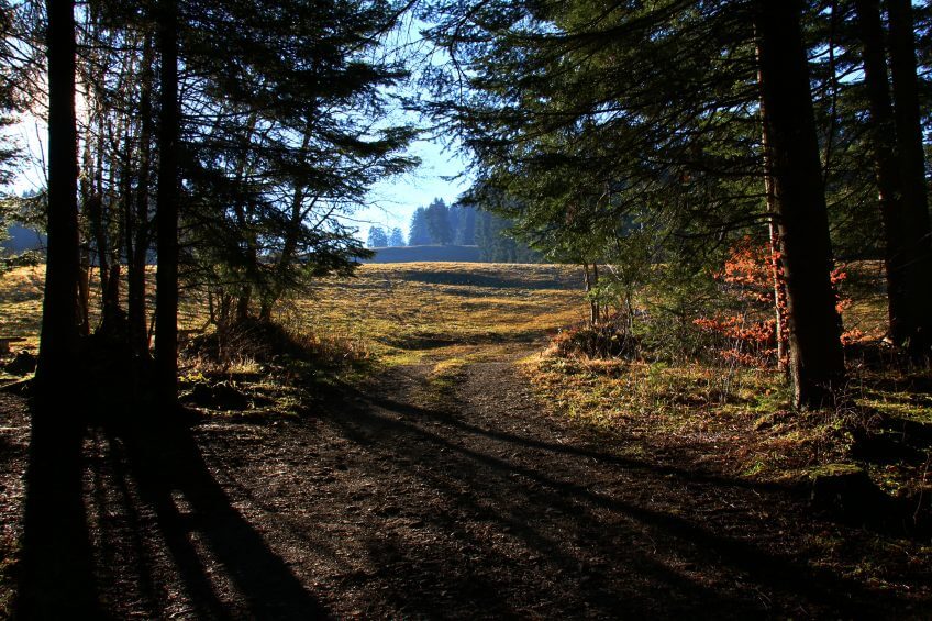 Forêt des Préalpes fribourgeoises opération milan noir forêt fribourg milan noir kundera