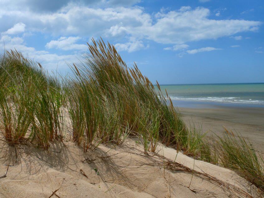 Dune de sable sous le vent dune sable sapin