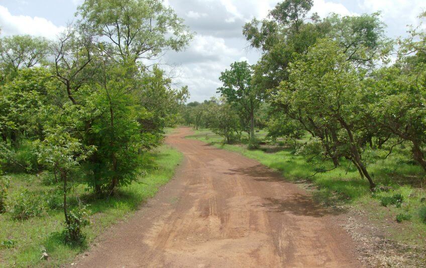 Une forêt sénégalaise  kundera mystérieux milan noir opération milan forêt Niokolo Koba National Park Senegal