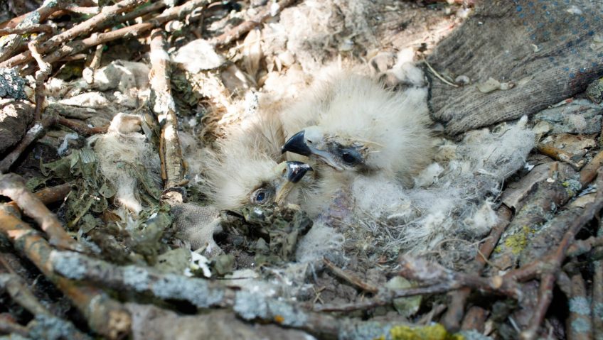 opération milan noir jeune milan noir kundera