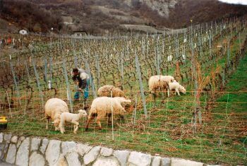 "A l’époque, mon père avait fait venir des moutonniers pour que leur bétail mange l’herbe entre les ceps de vigne." / © Alain Bétrisey