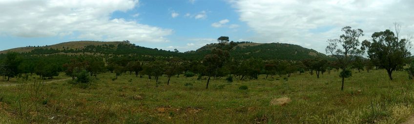 Paysage marocain milou migration vol milan noir maroc arbre paysage